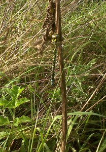 Male Southern Hawker on the bund adjacent to the southern part of Great Breach Dyke. Note the large green antehumeral stripes behind the eyes, and the fact the colour at the end of the abdomen is in two solid crossbands, rather than more paired spots. (Photo: Chris Rose)