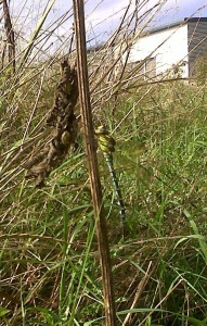 Side view of the Southern Hawker showing the very broad apple green bands on the side of the thorax. (Photo: CHris Rose)