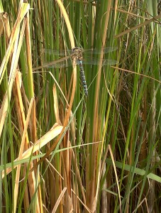 Migrant Hawker. Yellow 'golf-tee'-shaped mark at top of abdomen is diagnostic. The species looks quite a small Dragonfly when in the air, but rather more substantial when grounded. (Photo: Chris Rose).