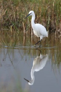 Little Egret (Photo: Ralph Todd)