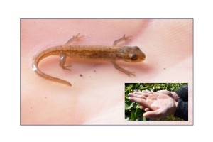 Newly metamorphosed Newt. 50 were rescued from the Old English Garden Pond at Danson Park, where the sheer sides and overhanging edge  prevents them getting out. (Photo: John Arnold)