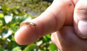 Baby Newt on finger, showing just how small they are. (Photo: John Arnold) 