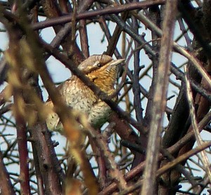 Wryneck, Crayford Marshes. September 3rd 2015. (Photo: Ralph Todd) 