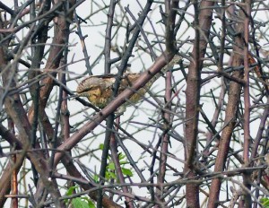 Wryneck, Crayford Marshes. September 3rd 2015. (Photo: Ralph Todd) 