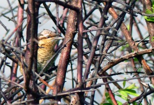 Wryneck, Crayford Marshes. September 3rd 2015. (Photo: Ralph Todd) 