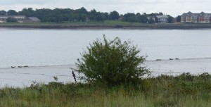 Six Common Seals all in a row ..... hauled out on the low tide mud at Crayford Marshes on September 1st. (Photo: Ralph Todd)