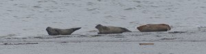 A closer view of 3 of the Common Seals. (Photo: Ralph Todd)