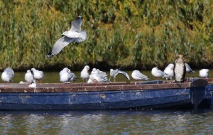 Black-headed & Common gulls & Cormorant Danson Park (photo Ralph Todd)