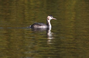 Great crested grebe Danson Park (photo Ralph Todd)