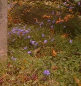 The cemetery at Christchurch, Bexleyheath, is one of four graveyards hosting Harebell in Bexley, a species now rare in London. It has also been found at Bexleyheath Golf Course and Hall Place North. (Photo: Chris Rose)  