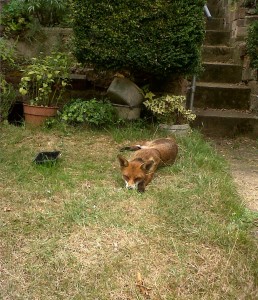 Fox asleep in a Barnehurst garden, August 2015. (Photo: Chris Rose)