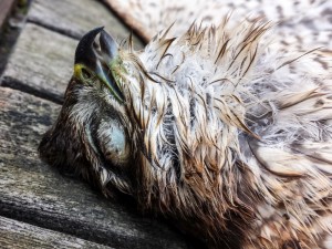 This Sparrowhawk didn't survive crashing into a window in Bexleyheath.