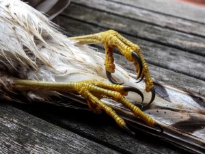 A Sparrowhawk's talons are finely adapted for grasping prey.