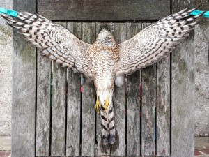 The beautifully marked underside of this unlucky bird.