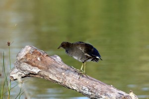 Young moorhen Danson Park (photo Ralph Todd)