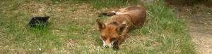 Flashback to lazier summer days for the local female Fox. 