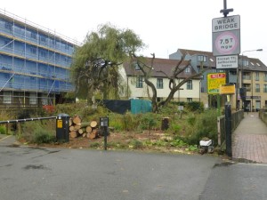 Tree removal (the pines won't regrow) and pruning (the Willows should grow back strongly) (Photo: Ralph Todd) 