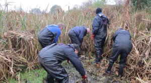 A previous Reedmace-pulling session at Thames Road Wetland