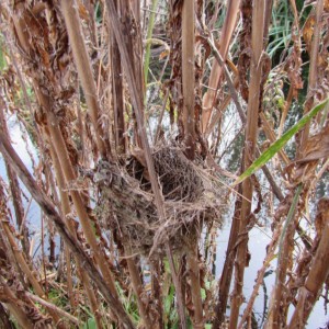 Reed Warbler nest (Photo: Wren Rose)