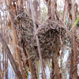 Side view of Reed Warbler nest on Great Willowherb (Photo: Wren Rose)