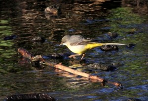 Grey Wagtail (Photo: Ralph Todd)