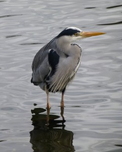 Grey Heron (Photo: Ralph Todd)