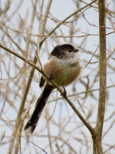 Long-tailed Tit (photo: Donna Zimmer)