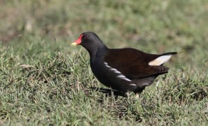 Moorhen (Photo: Ralph Todd)