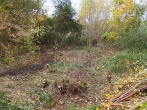 The outcome of Willow coppicing work at Ruxley this month.