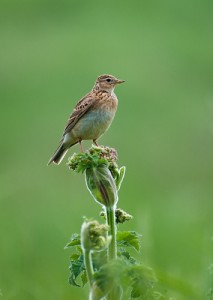 The future of the Skylark in Bexley is threatened by proposed 'development' at Crayford Marshes and at Crossness, where this individual was pictured. (Photo: Dave Pressland, with permission)