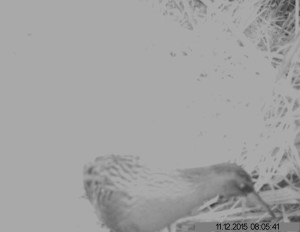 This picture of Water Rail activity after dark has been obtained by Wren Rose using a Trail camera. Looks like we forgot to set the time stamp properly though ..... 