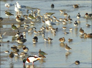 Teal, Dunlin, Lapwing and Shelduck are amongst the birds seen on the foreshore (Mike Robinson)