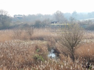 On a gloriously sunny day at Thames Road Wetland, with the frosted Reed seed heads lit up silver, the local horses sunbathe on the distant Sewer Pipe Embankment as a freight train rumbles by. (Photo: Michael Heath)