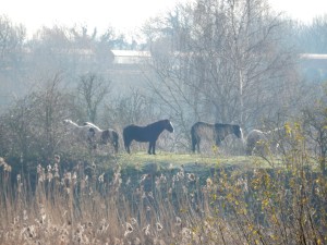 A zoomed-in shot of the horses sunning themselves. (Photo: Michael Heath)