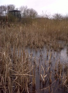 Snipe foraging habitat at Thames Road Wetland in winter. (Photo: Chris Rose)