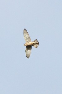 Kestrel_M Petchey