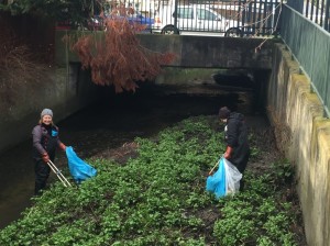 FotS members remove rubbish from the concrete channel by Marlborough Park Avenue.  