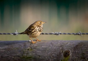 Meadow Pipit (Richard Winston)