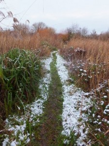 Ruxley Snow and path 17th Jan 2016