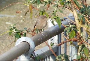 Black Redstart hanging around beside the Thames in the Erith area off Corinthian Manorway (Photo: Mike Robinson)