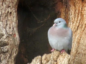 Stock Dove photographed in Danson Park by Donna Zimmer.