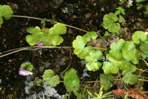 floating pennywort