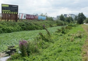 floating pennywort Simon Mortimer