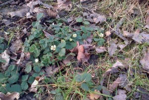 Barren Strawberry (Portentilla sterilis) in flower at Martens Grove on 17th March 2016. (Photo: Chris Rose)