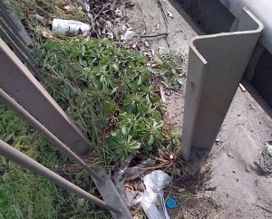 Erigeron (probably glaucus) by the A2 near Bexleyheath Golf Course. (Photo: Chris Rose) 