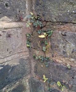 Wall-rue on the wall of a church hall over the road from St Paulinus, Crayford. The pale green, entire leaves are Hart's-tongue Ferns, though it is probably too dry here for this large fern to get much bigger than it is in this picture.  (Photo: Chris Rose)