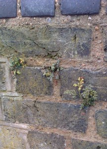 More Wall-rue plants at the same location. (Photo: Chris Rose)