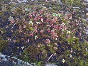 This Rue-leaved saxifrage colony in Crayford town centre on 12/3/16 is a new site record for a scarce London plant. (Photo: Chris Rose) 