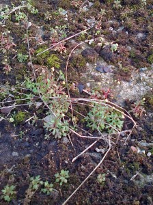 This closer view of Rue-leaved Saxifrage shows the tripartite lower leaves, hence the scientific name tridactylites. (Photo: Chris Rose) 