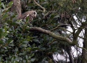 Short-eared Owl in Bexleyheath garden, March 26th. (Photo: Ralph Todd)